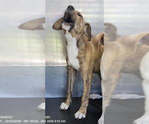 American Staffordshire Terrier Dogs for adoption in San Antonio, TX, USA