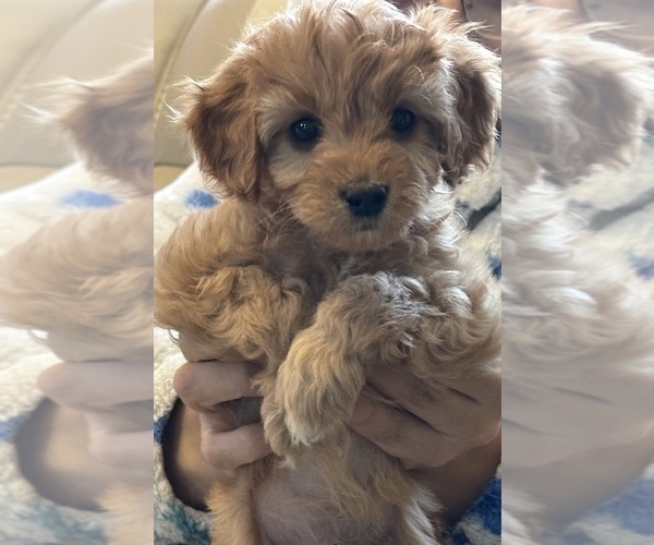 Medium Photo #1 Cavapoo (Miniature) Puppy For Sale in REHOBOTH, MA, USA