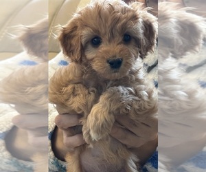 Cavapoo (Miniature) Puppy for sale in REHOBOTH, MA, USA