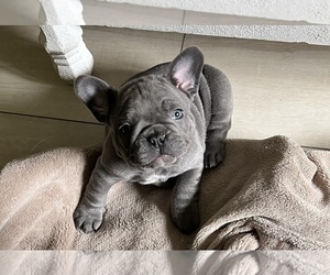 French Bulldog Puppy for sale in WILM, NC, USA