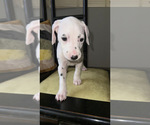Small #1 Dalmatian