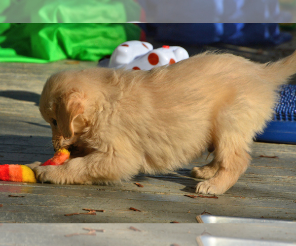 Medium Photo #10 English Cream Golden Retriever Puppy For Sale in NEWVILLE, PA, USA