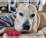 Small #5 American Pit Bull Terrier Mix