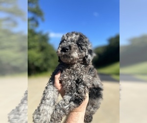 Goldendoodle (Miniature) Puppy for Sale in BOSCOBEL, Wisconsin USA