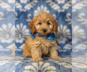 Cockapoo-Poodle (Miniature) Mix Puppy for sale in BIRD IN HAND, PA, USA