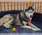 Small #1 Huskies  Mix