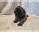 Puppy black collar Shih Tzu