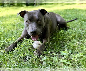 American Pit Bull Terrier-Unknown Mix Dogs for adoption in Princeton, MN, USA
