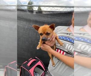 Chihuahua Dogs for adoption in Stockton, CA, USA