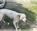 Small Labrador Retriever Mix