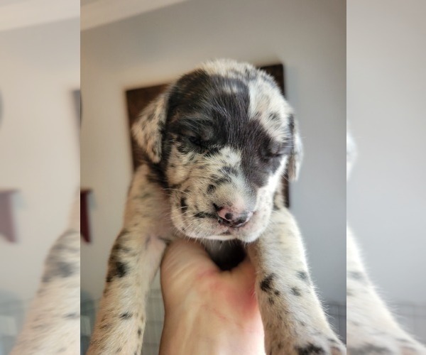 Medium Photo #7 Daniff-Neapolitan Mastiff Mix Puppy For Sale in MONTEVIEW, ID, USA