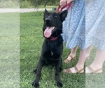 Small #3 German Shepherd Dog