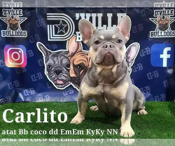 Full screen Photo #1 French Bulldog Puppy For Sale in PROSPER, TX, USA