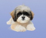 Small Photo #15 Shih Tzu Puppy For Sale in SAN DIEGO, CA, USA