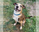 Small #8 Catahoula Leopard Dog Mix