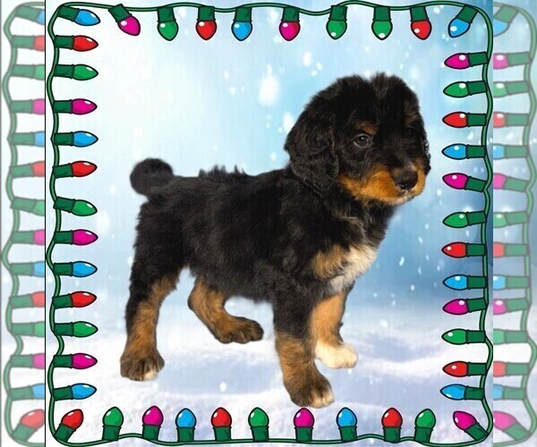 Medium Photo #21 Bernedoodle Puppy For Sale in BLACK FOREST, CO, USA