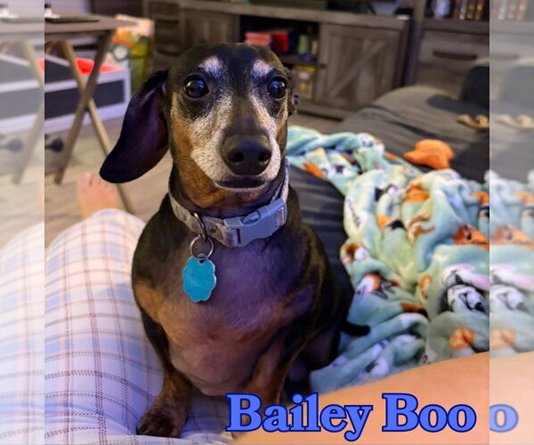 Medium Photo #3 Dachshund Puppy For Sale in San Antonio, TX, USA