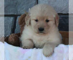 Golden Retriever Puppy for sale in FREDERICKSBURG, OH, USA