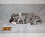 Small Photo #8 Miniature Australian Shepherd Puppy For Sale in ORRTANNA, PA, USA