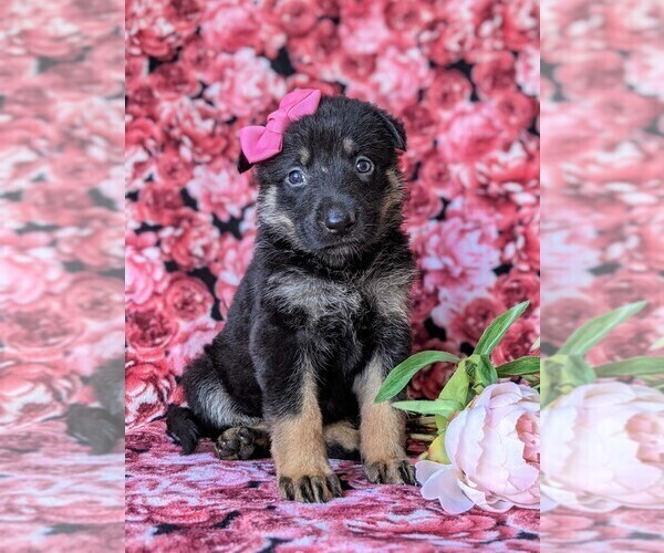 Medium Photo #1 German Shepherd Dog Puppy For Sale in CHRISTIANA, PA, USA
