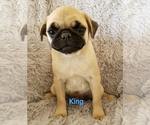 Small Photo #4 Pug Puppy For Sale in LOUISE, TX, USA