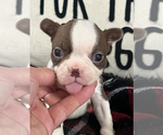 Small #1 Boston Terrier
