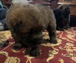 Puppy Kevin Chow Chow-Samoyed Mix
