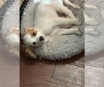 Small #5 Cavachon