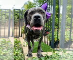 Kuma - Female Mutt Dog for Adoption - Small photo