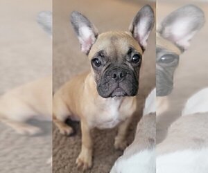 French Bulldog Puppy for sale in GAINESVILLE, FL, USA