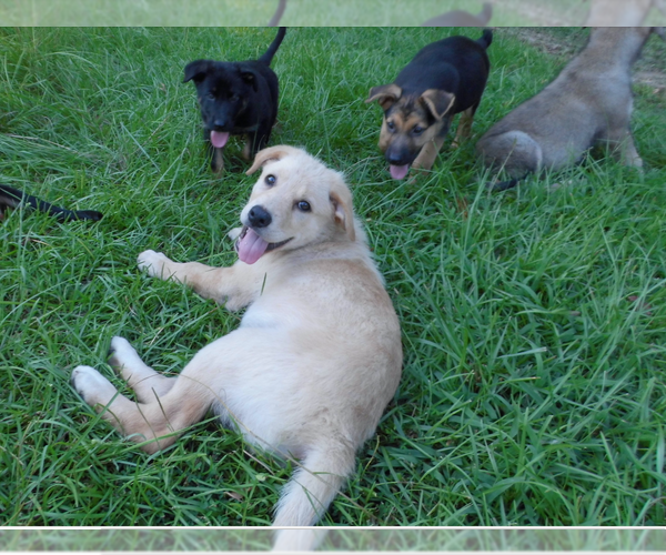 Medium Photo #21 Shepweiller Puppy For Sale in MC INTYRE, GA, USA