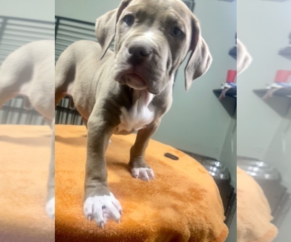 Medium Photo #12 American Bully Puppy For Sale in SNELLVILLE, GA, USA
