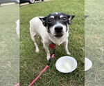 Small Rat Terrier