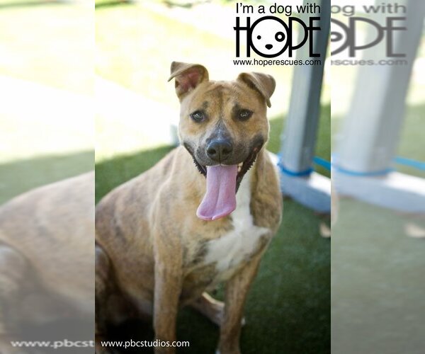 Medium Photo #1  Puppy For Sale in , 