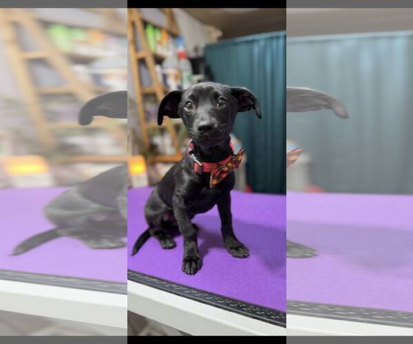 Medium Photo #1 Dachshund-Italian Greyhound Mix Puppy For Sale in Arlington, WA, USA