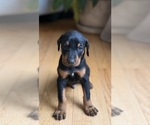 Puppy Gray Male Doberman Pinscher