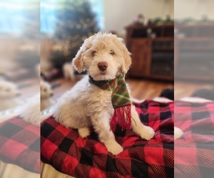 Bernedoodle Puppy for sale in WESTMINSTER, CO, USA