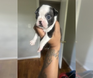 Boston Terrier Puppy for sale in MABLETON, GA, USA