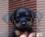 Small Photo #2 Rottweiler Puppy For Sale in SUN CITY, AZ, USA