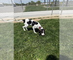 Small #3 Treeing Walker Coonhound
