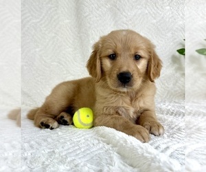 Medium Golden Retriever