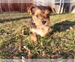 Small Photo #1 Yorkshire Terrier Puppy For Sale in KUNA, ID, USA