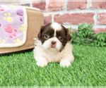 Small #3 Shih Tzu