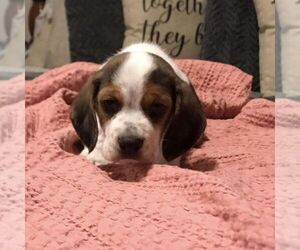 Beagle Dog for Adoption in DIXON, Missouri USA