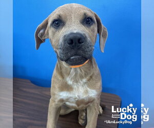 Labrador Retriever-Unknown Mix Dogs for adoption in Washington, DC, USA