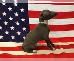 Small Photo #1 Italian Greyhound Puppy For Sale in LAS VEGAS, NV, USA