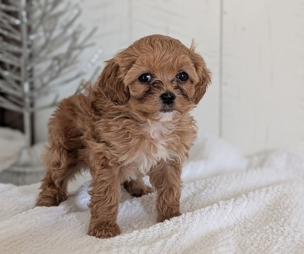 Medium Photo #13 Cavapoo (Miniature) Puppy For Sale in GOSHEN, IN, USA