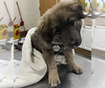 Small Great Pyrenees