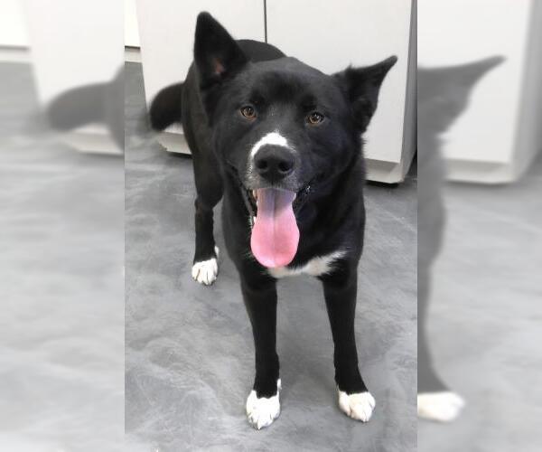 Medium Photo #1 Labrador Retriever-Unknown Mix Puppy For Sale in Thief River Falls, MN, USA