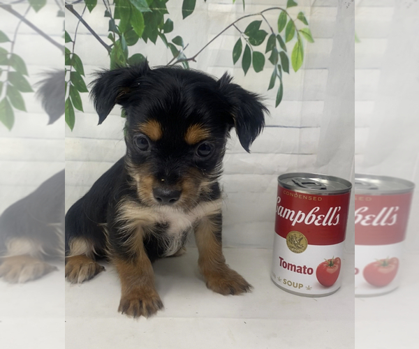 Medium Photo #7 Shorkie Tzu Puppy For Sale in SELLERSBURG, IN, USA